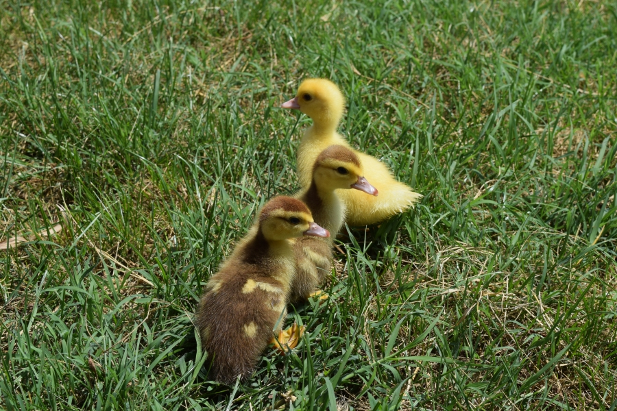 Ducklings playing follow the leader